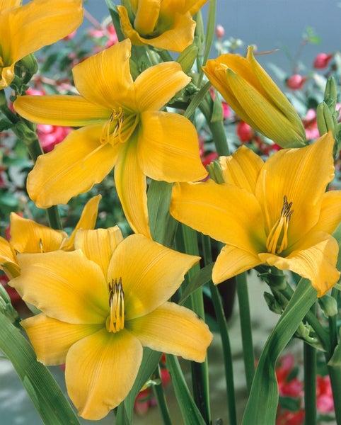 Hemerocallis x cult. 'Aten', Taglilie, gelb, ca. 11x11 cm Topf