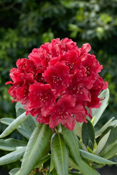 Rhododendron Hybr. 'Karl Naue', Rhododendron, 30–40 cm, rosa Blüten