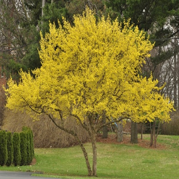 Blühender Kornelkirschbaum im Garten