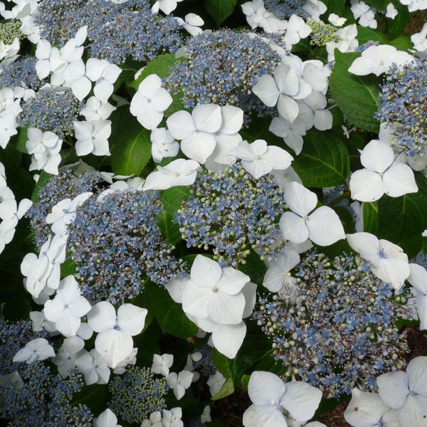 Nahaufnahme einer Tellerhortensie mit weißen und blauen Blüten