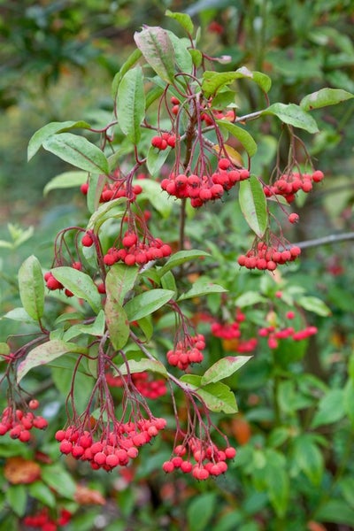 Dekorativer Strauch mit roten Beeren und grünen Blättern