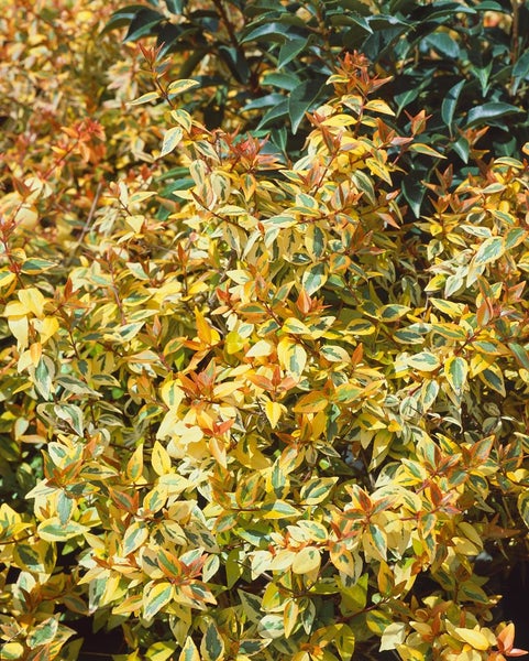 Abelia 'Kaleidoscope'®, gelb-grün panaschiert, 20–30 cm