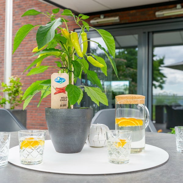 Pick-and-Joy Logo auf einer milden Chilipflanze im Topf auf einem Gartentisch mit Wasserkaraffe und Gläsern in einer hellen Terrassenumgebung.