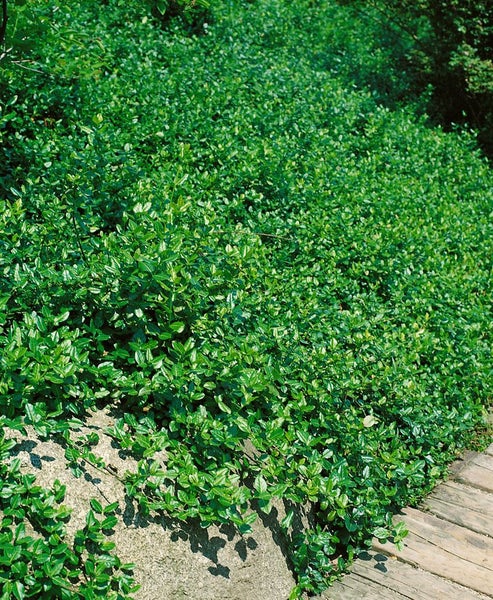 Euonymus fortunei 'Coloratus', Kriechspindel, ca. 9x9 cm Topf