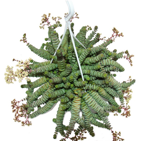 Crassula Hottentot 14cm, Crassula rupestris marnieriana, Hängeampel