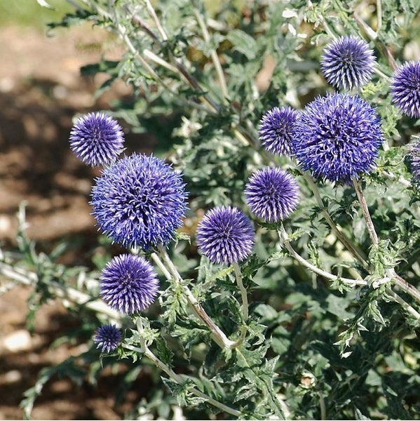 Kugeldistel-Blütenstand mit blauen Blütenköpfen und grünen Blättern