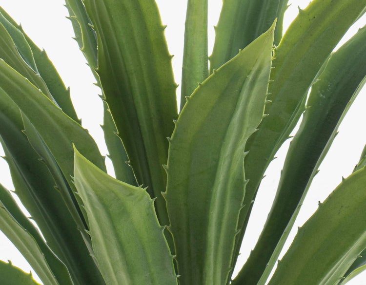 Weißer Keramik-Übertopf mit grüner Pflanze und Dekosteinen