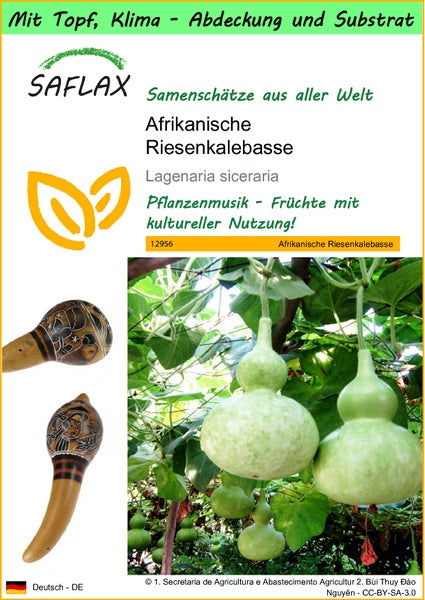 SAFLAX Garden to go - Afrikanische Riesenkalebasse - Lagenaria siceraria - 15 Samen - Mit Topf, Klima - Deckel und Anzuchtsubstrat