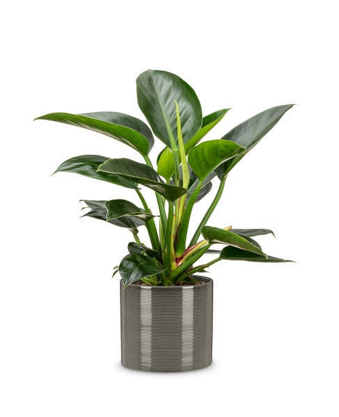 Scheurich Blumentopf aus Keramik,  Farbe: Glass Grey, 23 cm Durchmesser, 21 cm hoch, 7,4 l Vol.