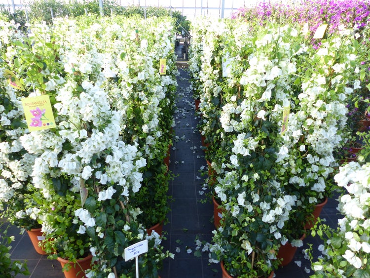 Reihen von hohen weißen Bougainvillea-Pflanzen in braunen Töpfen in einem hellen Gewächshaus, kletternd an Stützen mit dichtem grünem Laub.