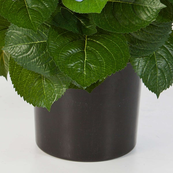 Blaue Gartenhortensie Hydrangea macrophylla in einem schwarzen Kunststofftopf mit grünen Blättern.