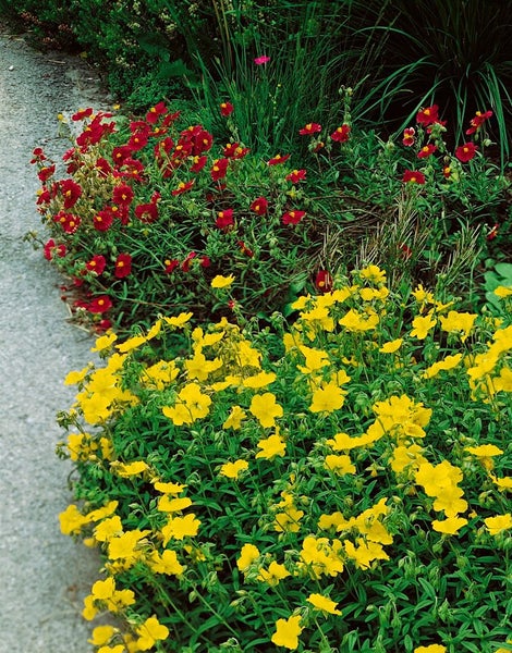 Beet mit Felsenröschen in Gelb und Rot entlang eines Gartenwegs