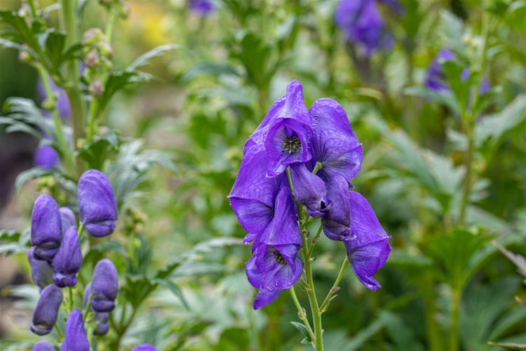 Aconitum carmichaelii 'Arendsii', Eisenhut, blau, ca. 9x9 cm Topf