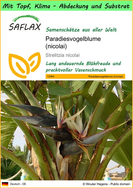 SAFLAX Garden to go - Paradiesvogelblume (nicolai) - Strelitzia nicolai - 5 Samen - Mit Topf, Klima - Deckel und Anzuchtsubstrat