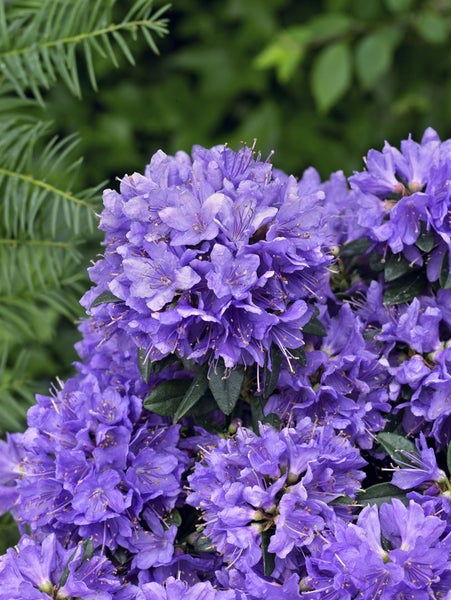 Rhododendron impeditum 'Blue Tit', Zwerg-Rhododendron, blau, 20–25 cm