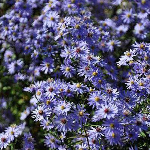 Nahaufnahme von lila Raublatt-Astern im Garten