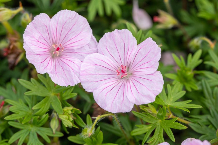 Zwei blassrosa Storchschnabelblüten im Garten