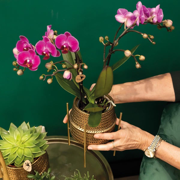 Kolibri Orchids Rosa Phalaenopsis Orchidee Treviso in Groove Topf gold Topfgröße  12cm 35cm hoch blühende Zimmerpflanze