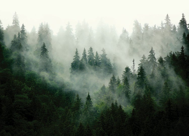 Nebliger Wald mit vielen Nadelbäumen