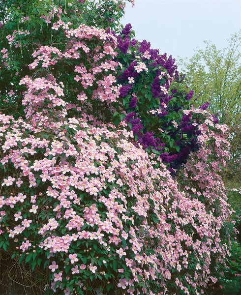 Clematis montana 'Tetrarose', Berg-Waldrebe, rosa Blüten, 40–60 cm