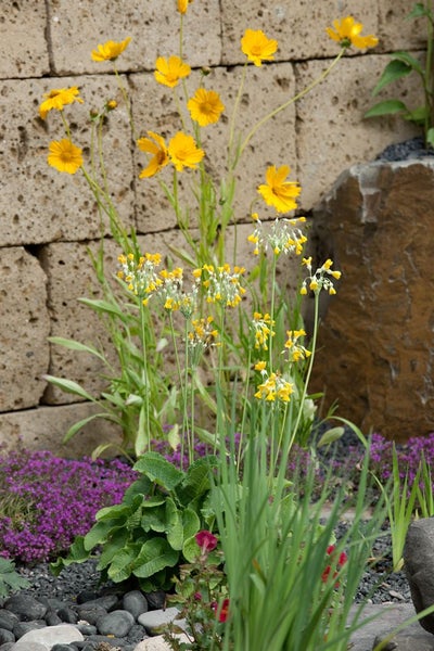 Primula florindae, Duft-Primel, gelb, ca. 9x9 cm Topf