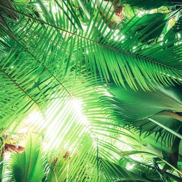 Nahaufnahme von Palmenblättern