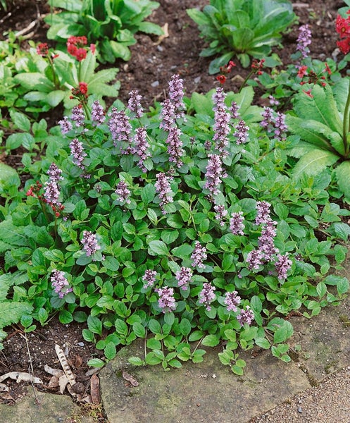 Blühende Kriechende Günsel Pflanze im Gartenbeet.