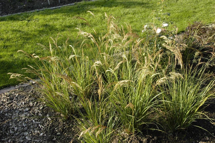 Achnatherum calamagrostis 'Algäu', Ziergras, ca. 9x9 cm Topf