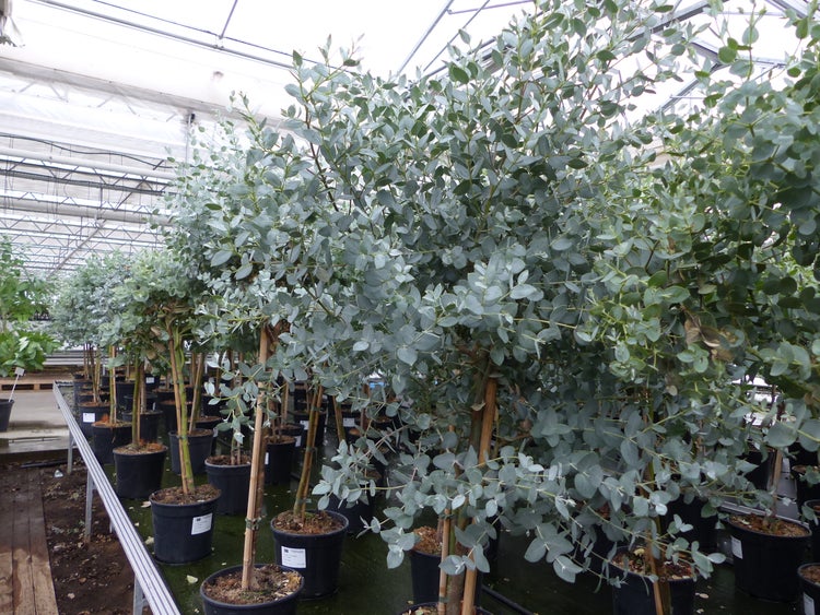 Eukalyptus-Pflanzen in schwarzen Töpfen in einem hellen Gewächshaus, gestützt durch Holzstäbe.