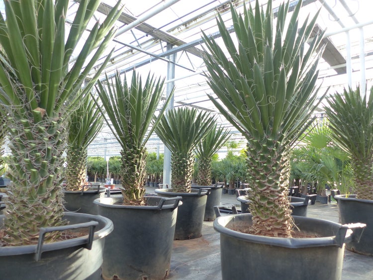 Yucca Palme Filifera, 90 cm, Stamm 20 - 30 cm Tambasi Yucca, winterhart -13 Grad
