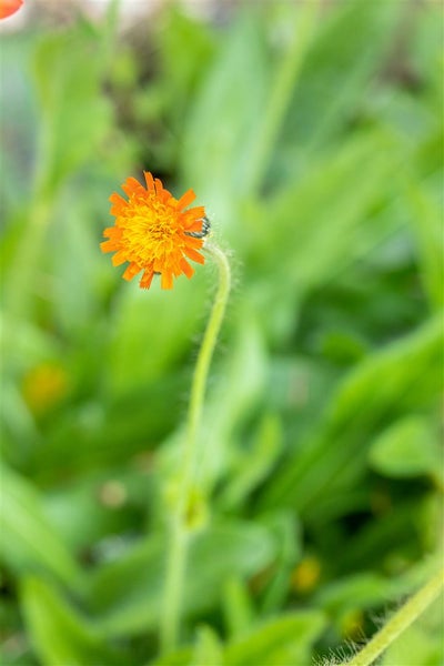 Hieracium pilosella, Habichtskraut, ca. 9x9 cm Topf, bodendeckend