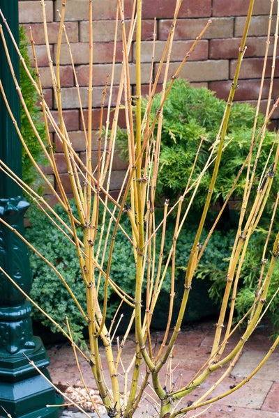 Acer palmatum 'Bi-Hoo', Japanischer Ahorn, gelbe Rinde, 40–60 cm