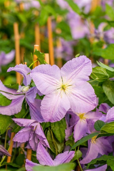 Nahaufnahme einer blühenden Clematis-Pflanze im Garten.