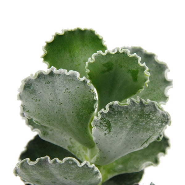 Sukkulente mit grünen, fächerförmigen Blättern und gewellten Rändern.