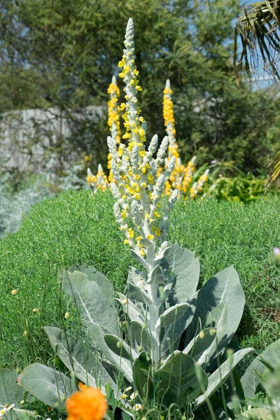 Verbascum bombyciferum, Silber-Königskerze, silbergrau, ca. 9x9 cm Topf