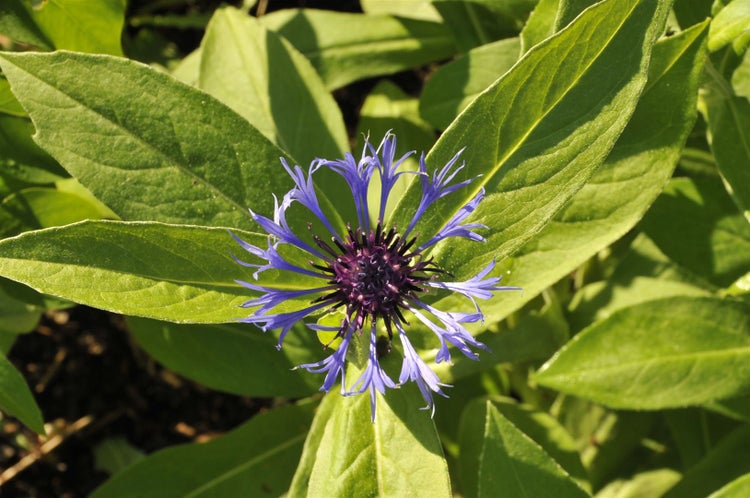 Centaurea montana, Berg-Flockenblume, blau, ca. 9x9 cm Topf