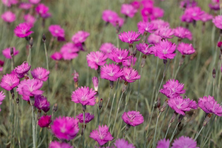Dianthus gratianop. 'Feuerhexe', Nelke, leuchtend rosa, ca. 9x9 cm Topf