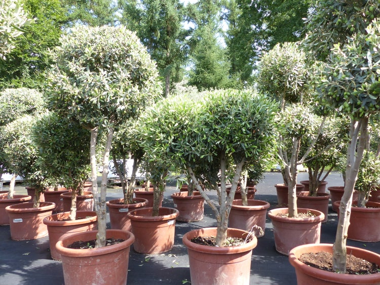 Olivenbaum 140 - 180 cm mit vielen Oliven winterhart Olea Europaea Bonsai