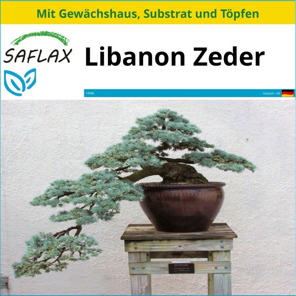 SAFLAX Anzucht Set - Libanon Zeder - Cedrus libani - 20 Samen - Mit Mini-Gewächshaus, Anzuchtsubstrat und 2 Töpfen