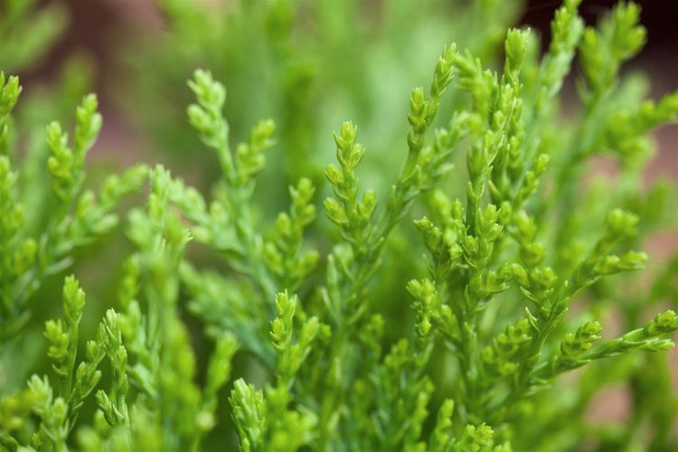 Thuja orientalis 'Aurea Nana', Lebensbaum, goldgelb, 40–50 cm