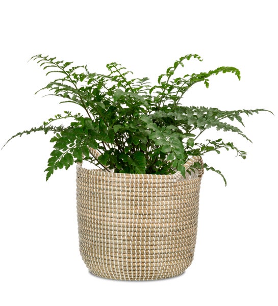Scheurich Seagrass 32, Korbgefäß/Korb-Pflanzgefäß/Korbtopf mit Griffen aus Seagrass Farbe: White, 32 cm Durchmesser, 30,5 cm hoch, 26,9 l Vol.