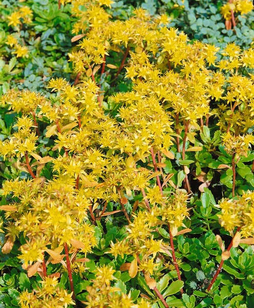 Sedum hybridum 'Immergrünchen', Fetthenne, ca. 9x9 cm Topf