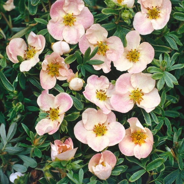 Potentilla 'Rosa', Fingerstrauch, rosa Blüten, ca. 9x9 cm Topf
