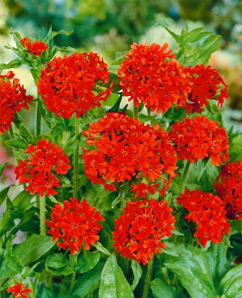 Brennende Liebe mit roten Blüten