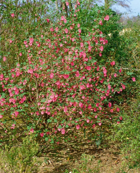 Ribes sanguineum 'Atrorubens', Blutjohannisbeere, rot, 80–100 cm
