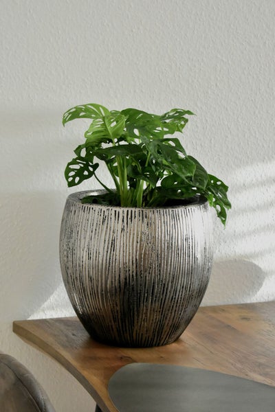 Monstera adansonii Zimmerpflanze in einem runden silbernen Übertopf mit Rillenstruktur auf einem Holztisch.