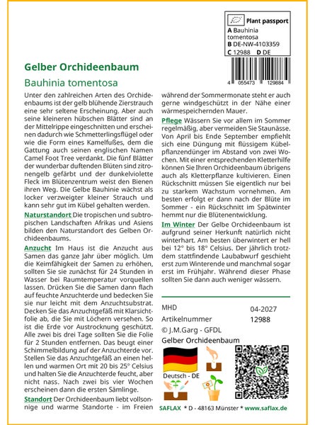 SAFLAX Geschenk Set - Gelber Orchideenbaum - Bauhinia tomentosa - 30 Samen - Mit Geschenkbox, Versandaufkleber, Geschenkkarte und Anzuchtsubstrat