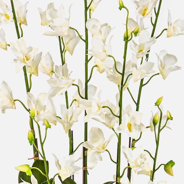 Weiße Dendrobium Orchidee mit grünen Blättern und segmentierten Stielen an Pflanzstäben.