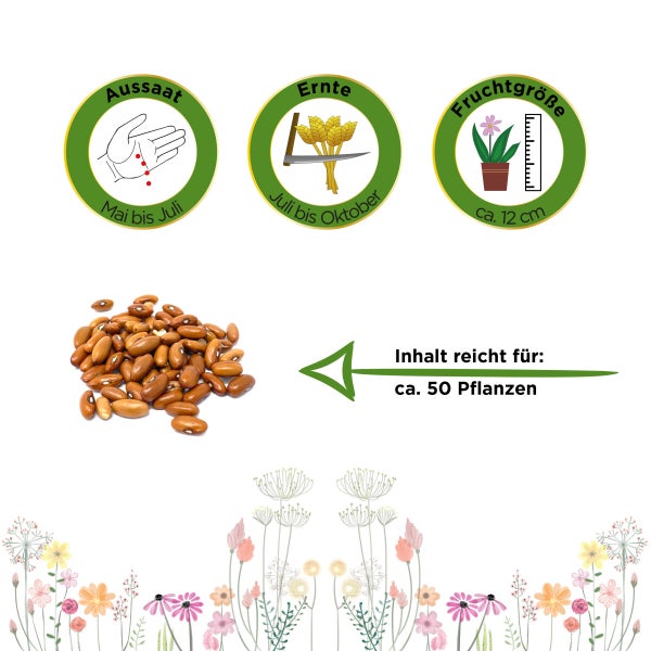 Buschbohne Saxa Samen von Deine Gartenwelt