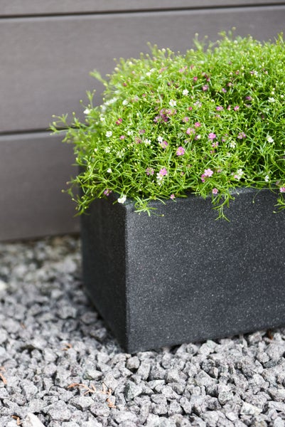 Rechteckiger Pflanzkübel in Steinoptik mit kleinen rosa und weißen Blüten auf Kiesuntergrund.